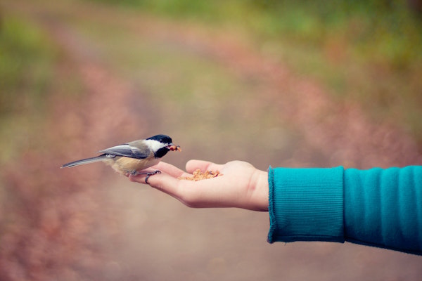 Hand feeding a bird