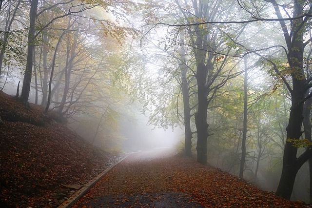 foggy path