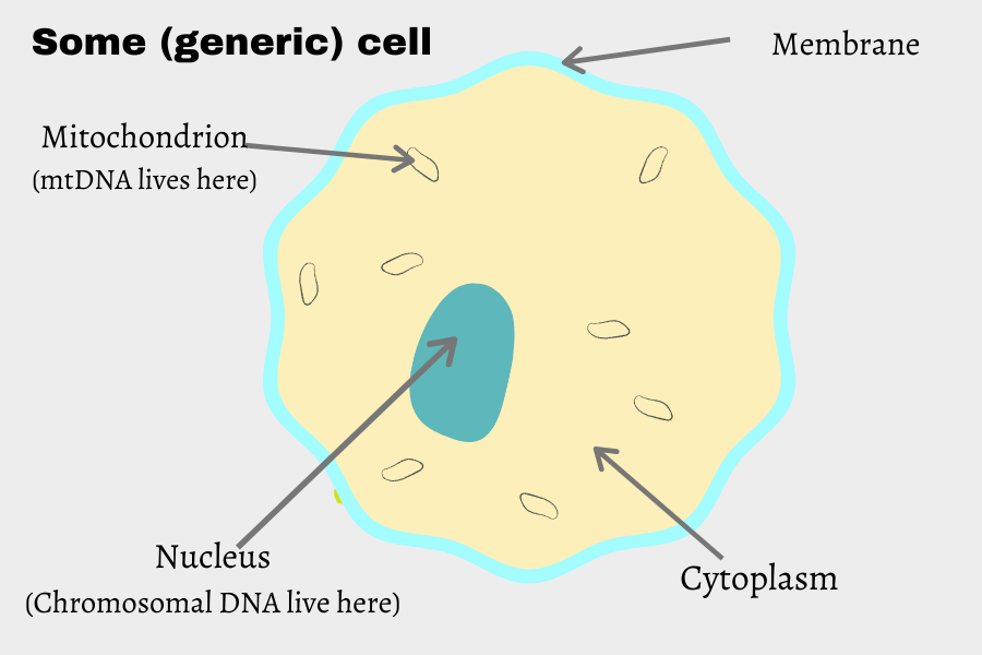 Cell illustration