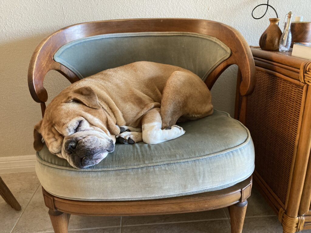 Boxer dog asleep on chair